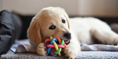 Puppy Instruction Ideas