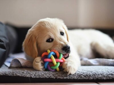 Puppy Instruction Ideas