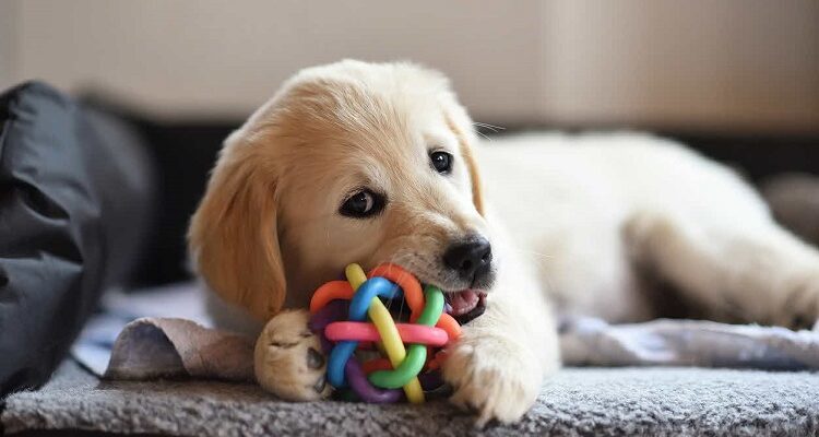 Puppy Instruction Ideas