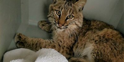 Pet Bobcat