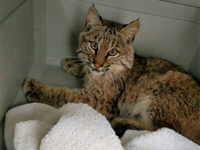 Pet Bobcat