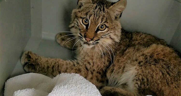 Pet Bobcat