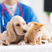 Pet Health Insurance