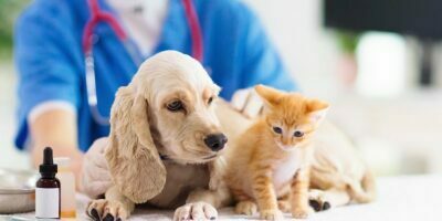 Pet Health Insurance