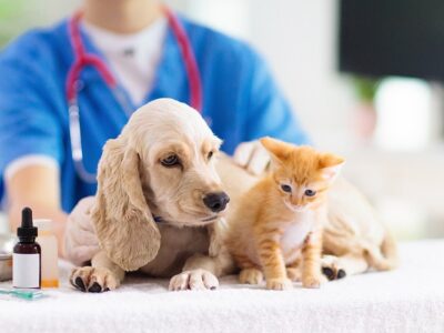 Pet Health Insurance