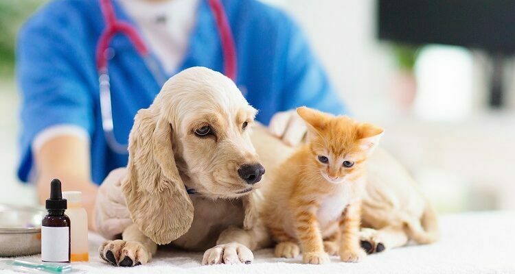 Pet Health Insurance