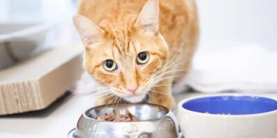 Cat Food